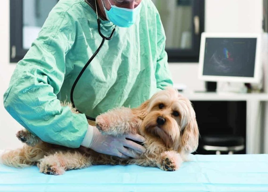 Ultraschall bei einem Hund