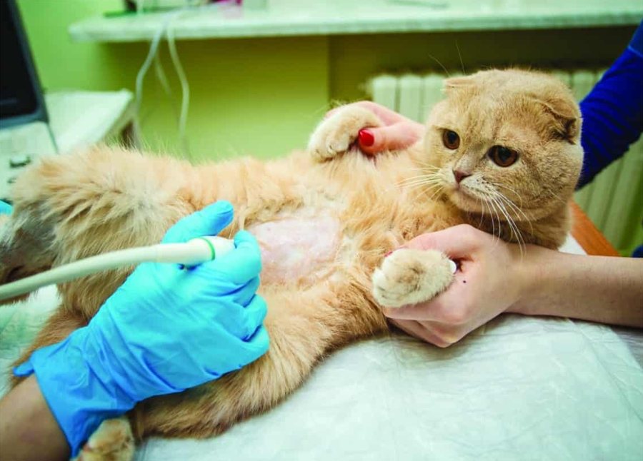 Ultraschall bei einer Katze